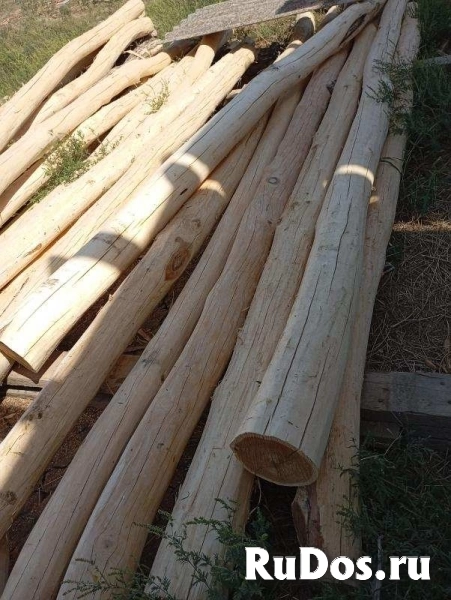 Акация, карагач круглый лес, пиломатериалы оптом. фотка