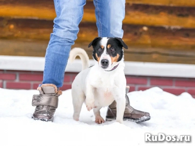 Молодой активный Бадди в добрые руки изображение 6