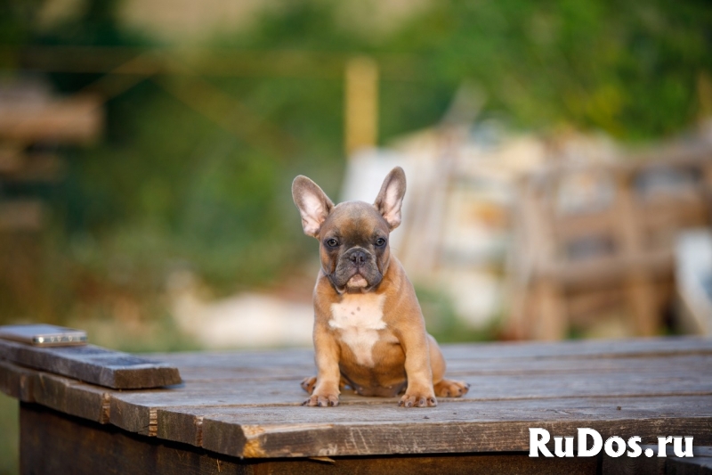Французский бульдог (щенки) фото