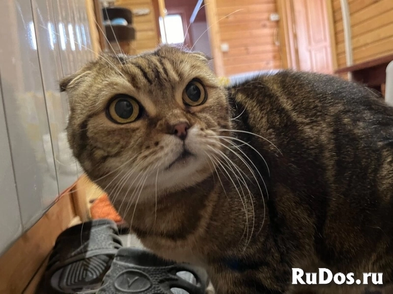 ## Внимание! Срочно ищет дом чудесный котик Ричард! изображение 4