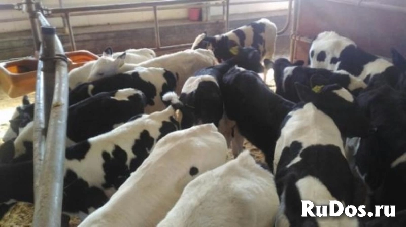 Телята бычки и телочки мясной породы доставка бесплатно фотка