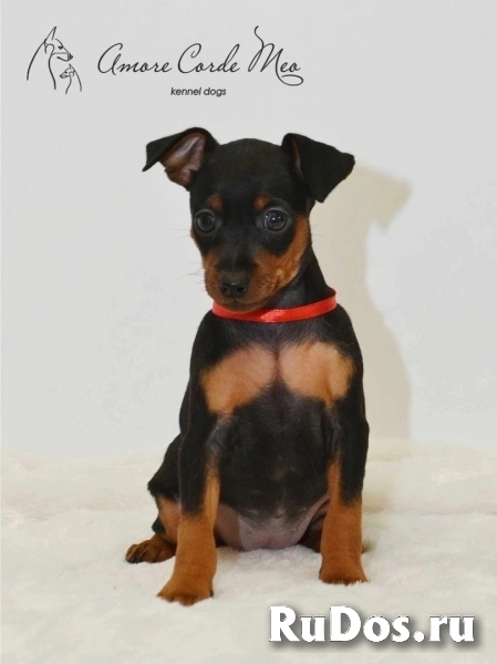 Щенки Цвергпинчера изображение 10