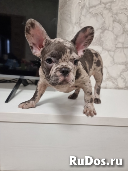 Щенки Французского бульдога редких окрасов изображение 3