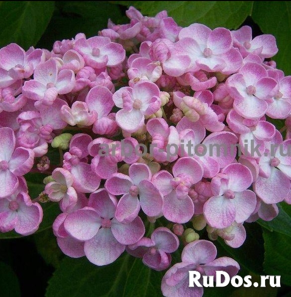 Саженцы гортензий в Москве, купить гортензии в горшках (ЗКС) в п фото