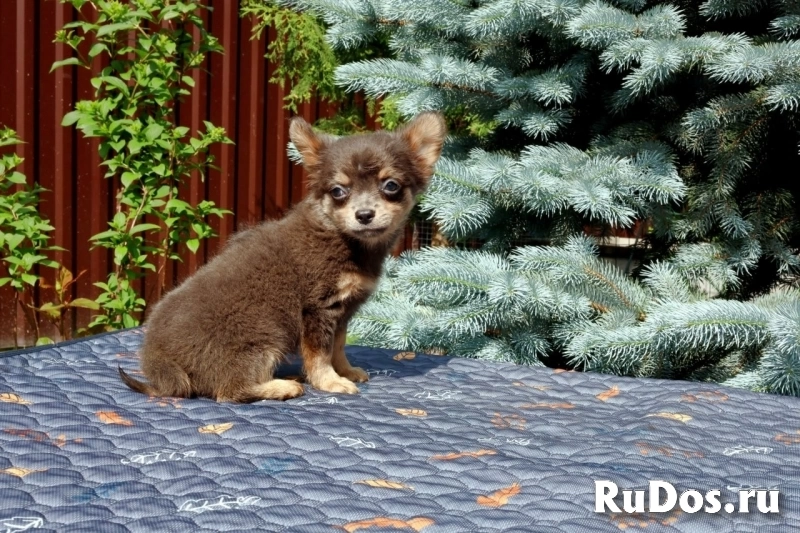 Милые мальчики мини и мелкий стандарт Чихуахуа изображение 5