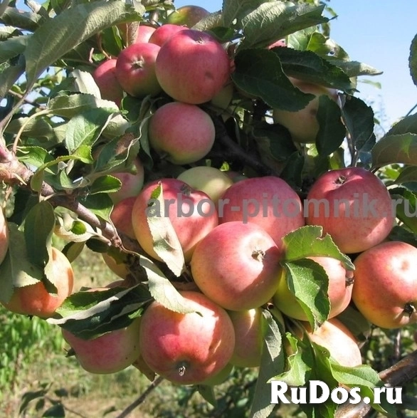 , купить растения изображение 9