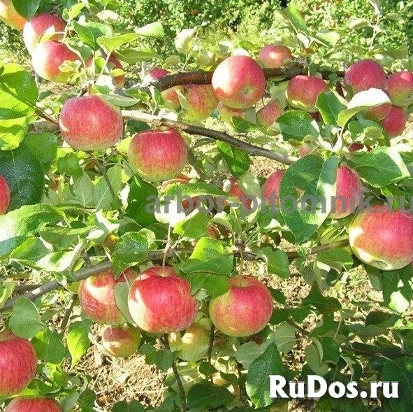 Саженцы яблони из питомника, с доставкой и посадкой по низкой цене изображение 8