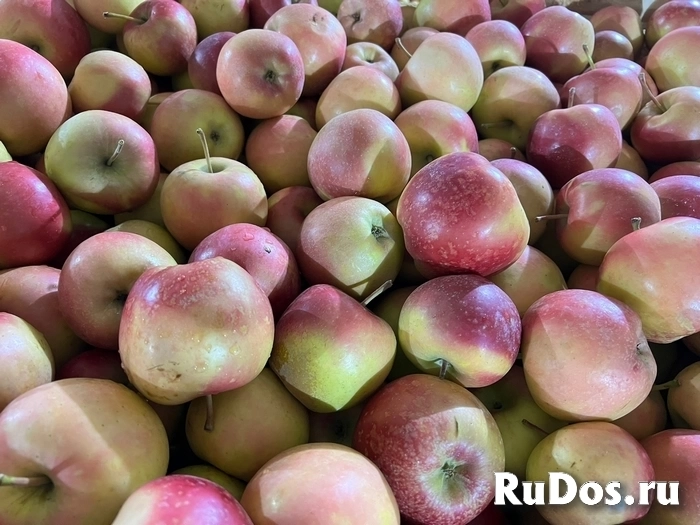 Яблоко Лигол фото