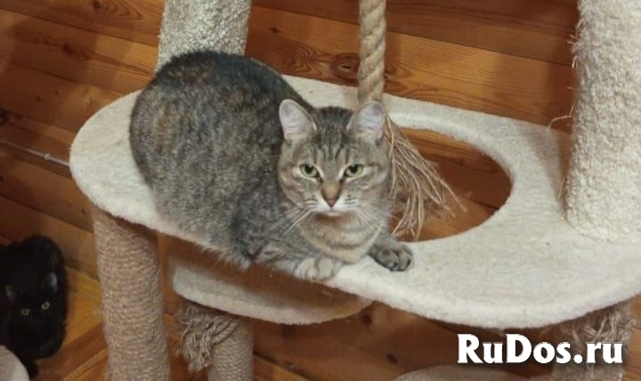 Кошечка Августина фотка