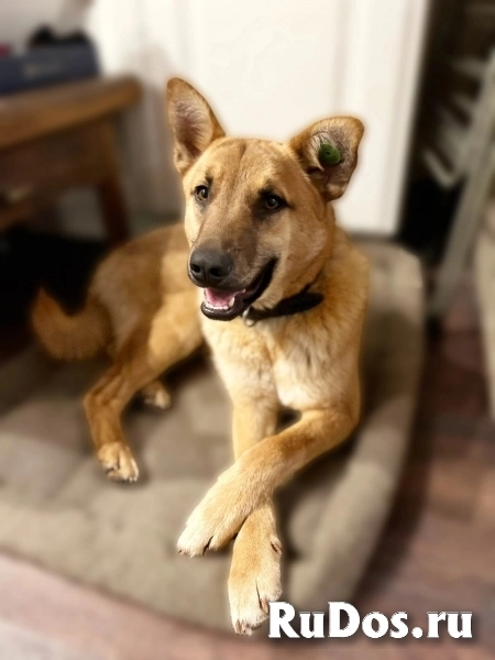 Джек - пёс-нянька изображение 3