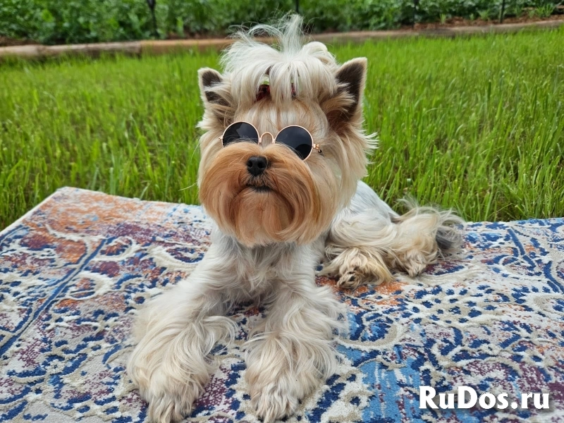 Щенки йорки мини в иркутске изображение 3