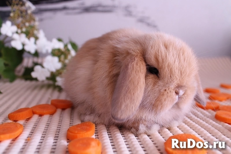 Карликовые вислоухие крольчата изображение 3