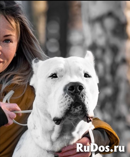 Щенки Аргентинского дога изображение 7