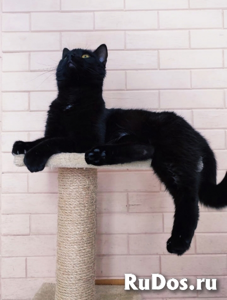 шикарные коты в добрые руки фотка