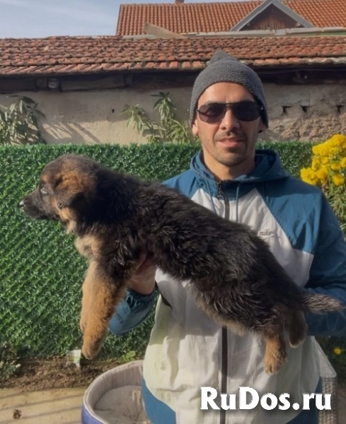 Немецкая овчарка изображение 11