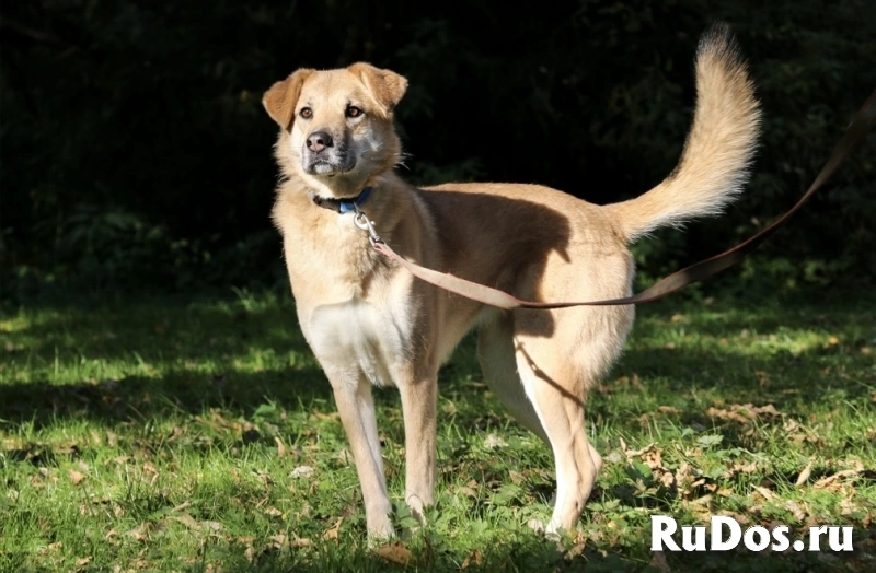 Чудесная Барабулька ищет дом и любящую семью! изображение 4