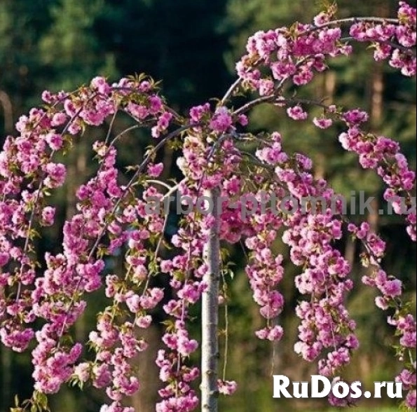 Сакура (вишня японская декоративная) в горшках для посадки купить изображение 9