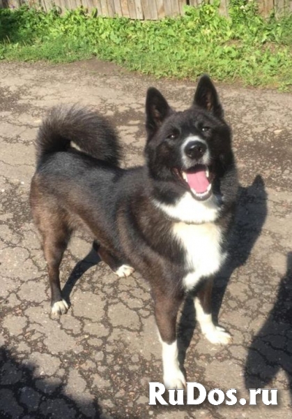 Молодой красавец Рекс в добрые руки изображение 3