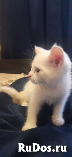 Отдам даром белую кошечку фотка