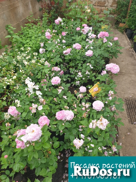 Ландшафтный дизайн изображение 3