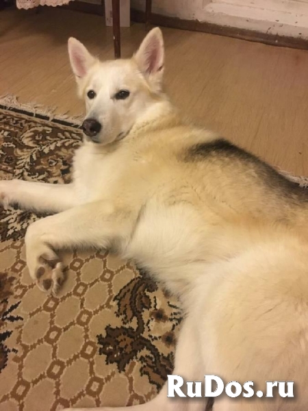 Замечательная лаечка Люся ищет дом! изображение 7