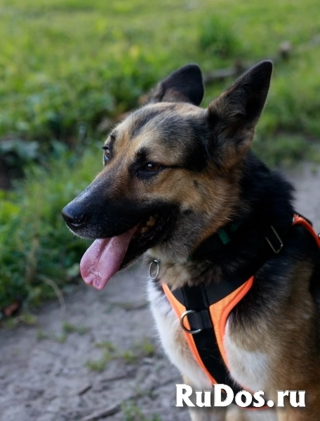 Тоффи самая ласковая собака в мире! фото