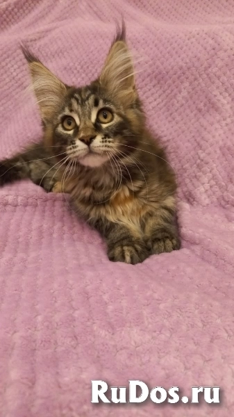 Котята Мейн-Кун (девочки и мальчик) изображение 6