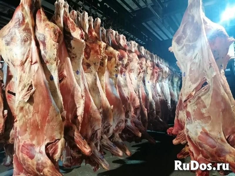 Мясо говядины,баранины,свинины,охлажденка,заморозка фото