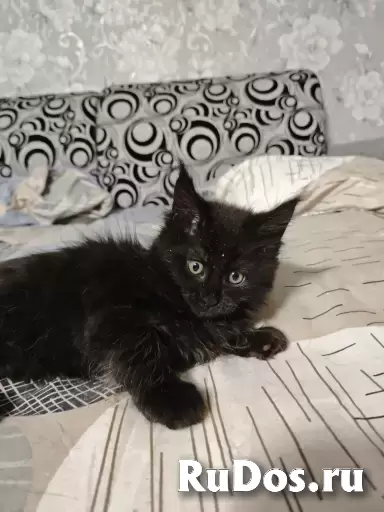котята мейн-кун фотка