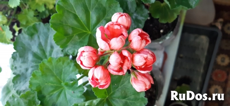 Пеларгония редкий сорт изображение 9