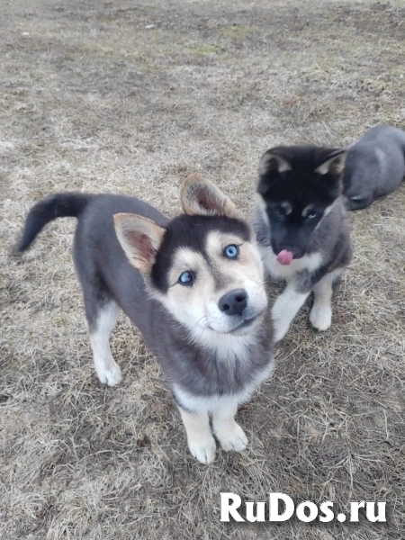 щенки хаски бесплатно фото