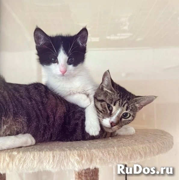 котята в поисках дома изображение 4