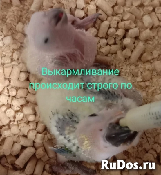 Аратинга птенец выкормыш от заводчика фотка