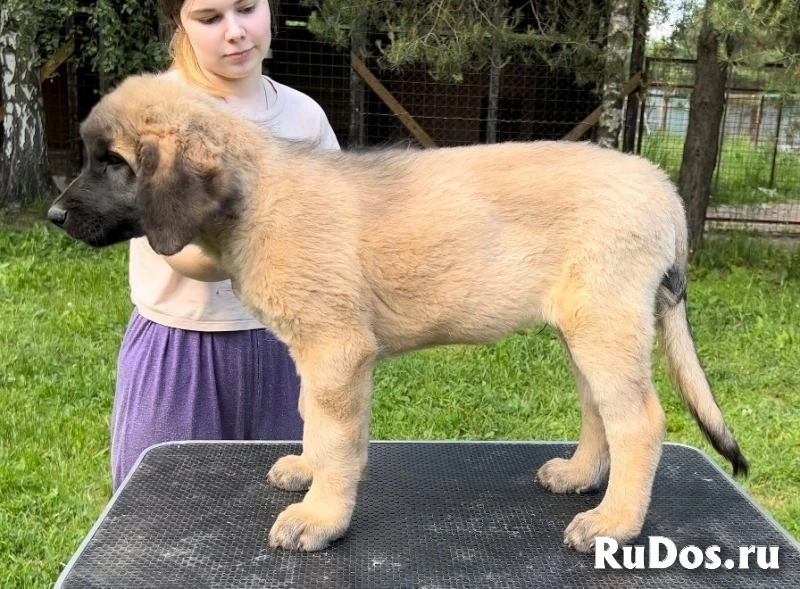 Щенки Леонбергера от титулованной пары изображение 4