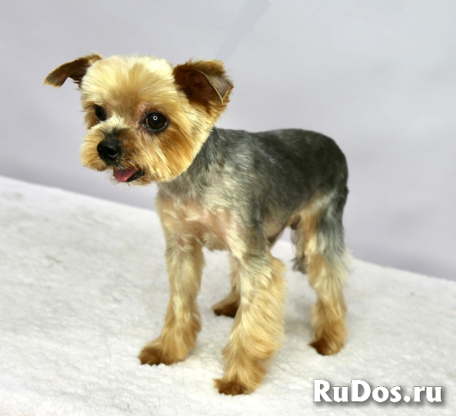 Чудесный пёсик Филимоша в добрые руки изображение 3