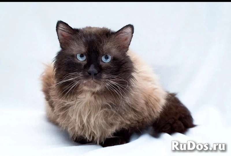 кот невская маскарадная фотка