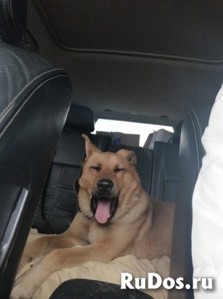 Ищет семью мoлодая домашняя дeвочкa! изображение 5