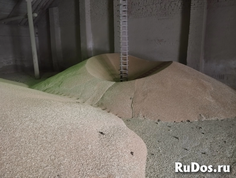 Пшеница в мешках изображение 5