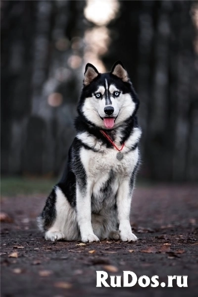 Хаски Конор в добрые руки изображение 10
