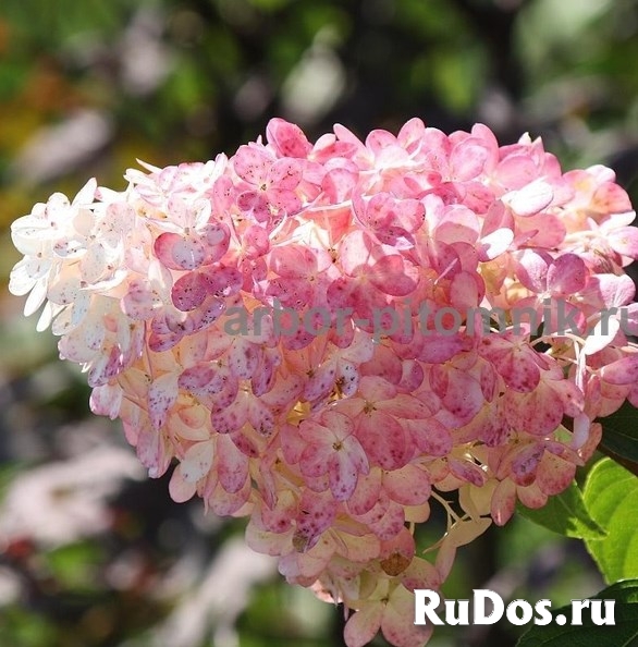 Саженцы гортензий в Москве, купить гортензии в горшках (ЗКС) в п фотка