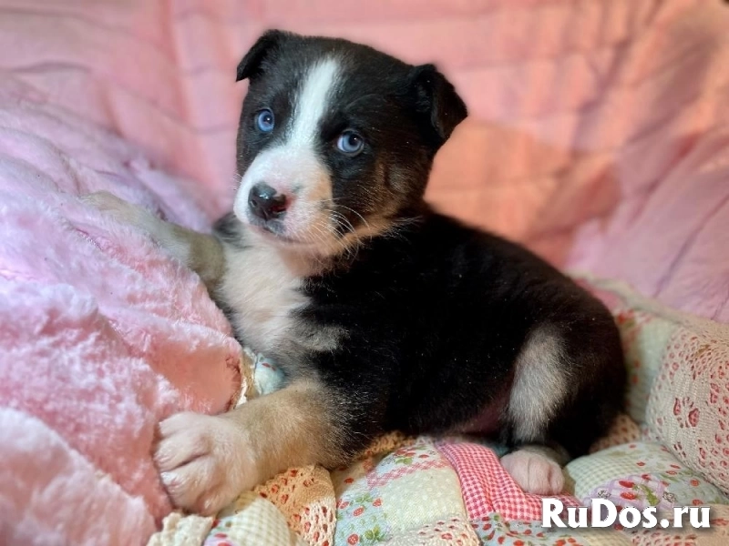 Голубоглазый красавчик - щенок Сармат в добрые руки! изображение 3