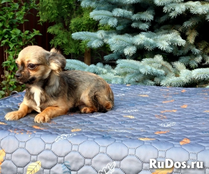 Милый  мальчик Чихуахуа  7 месяцев фотка