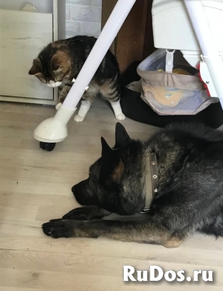 Срочно ищет дом трёхлетний метис. изображение 4