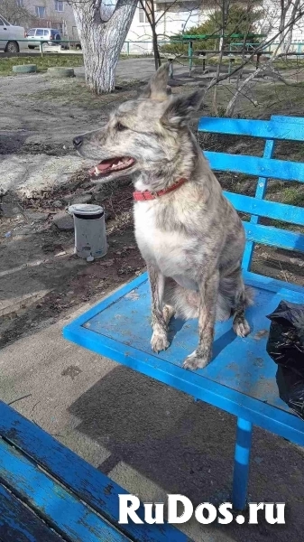 Собачка Шера ищет любящего хозяина изображение 5