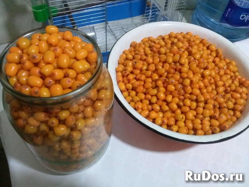 Облепиха фото