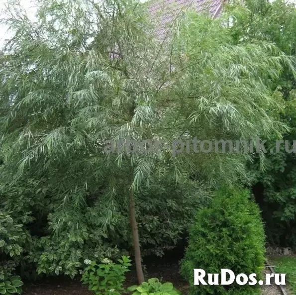 Крупномеры в Москве и Подмосковье с доставкой и посадкой изображение 7
