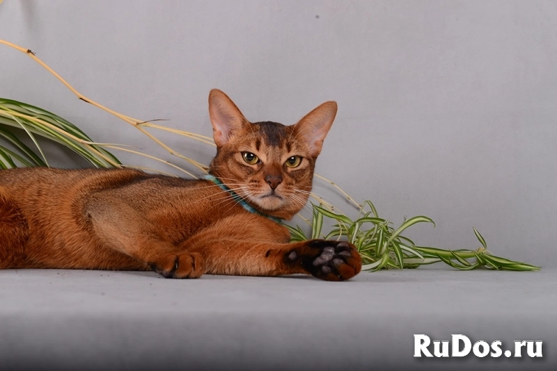 Абиссинский кот настоящий, самый красивый, очень умный фото