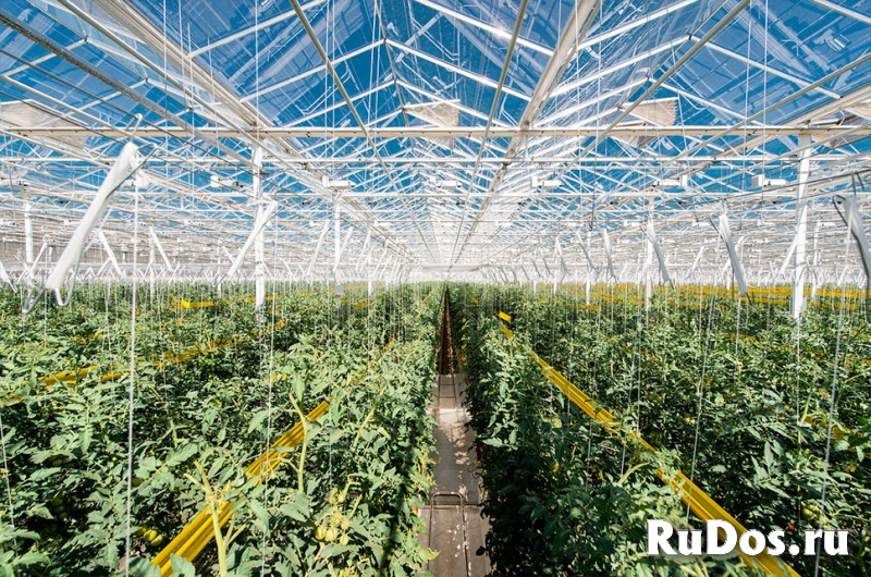 Разнорабочие в теплицы в ТК Овощи Черноземья фото