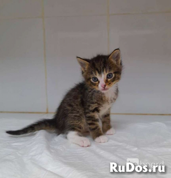 Котята тигрята в добрые руки фотка