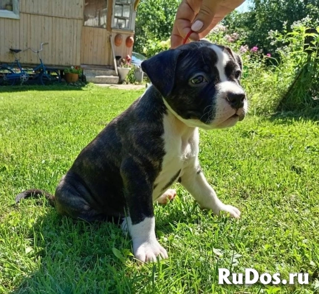 Тигровая малышка аст  ркф изображение 10